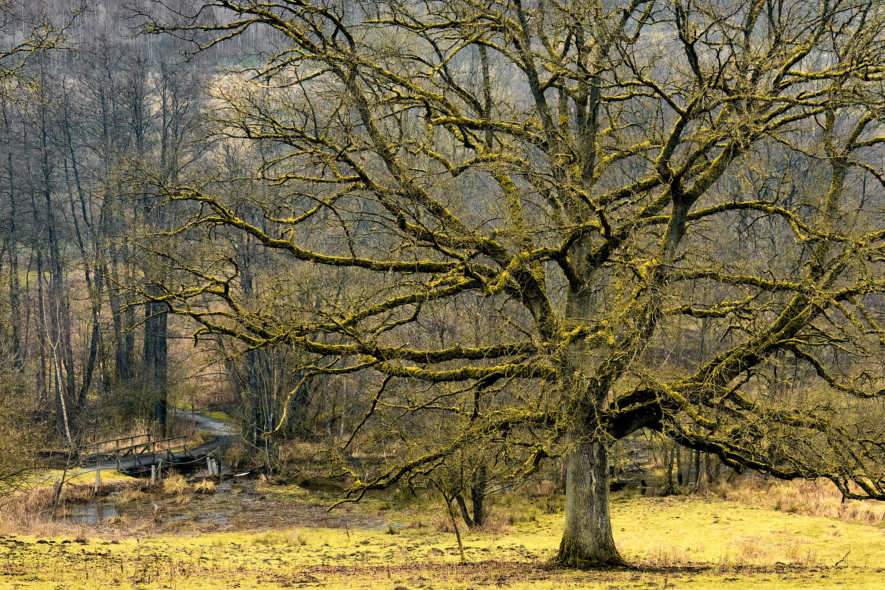 Mächtige, moosbewachsene Eiche ohne Laub auf einer Wiese, dahinter eine kleine Holzbrücke über einen Bach