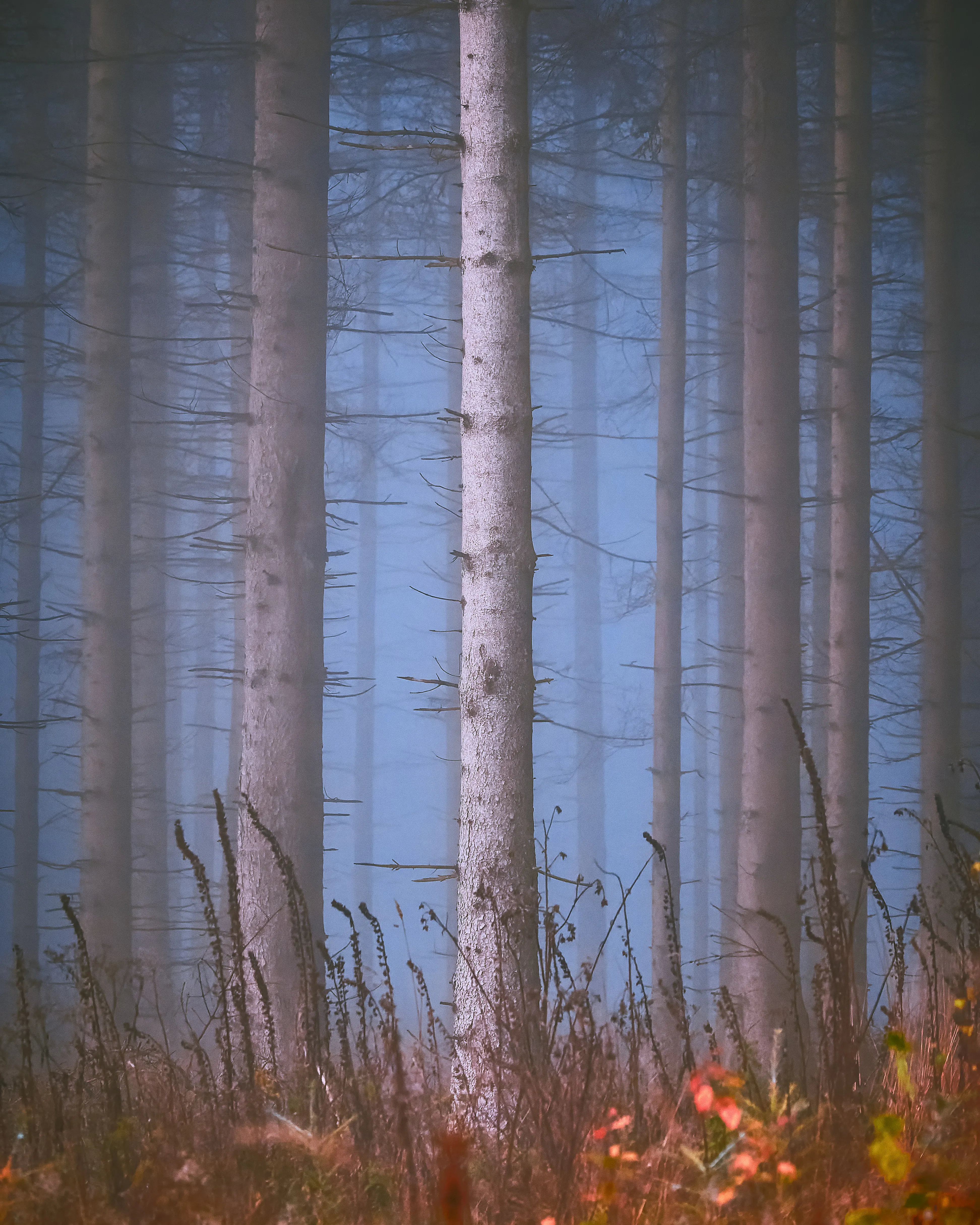 Schlanke Fichtenstämme im blauen Morgennebel, im Vordergrund herbstlich verfärbtes Gras