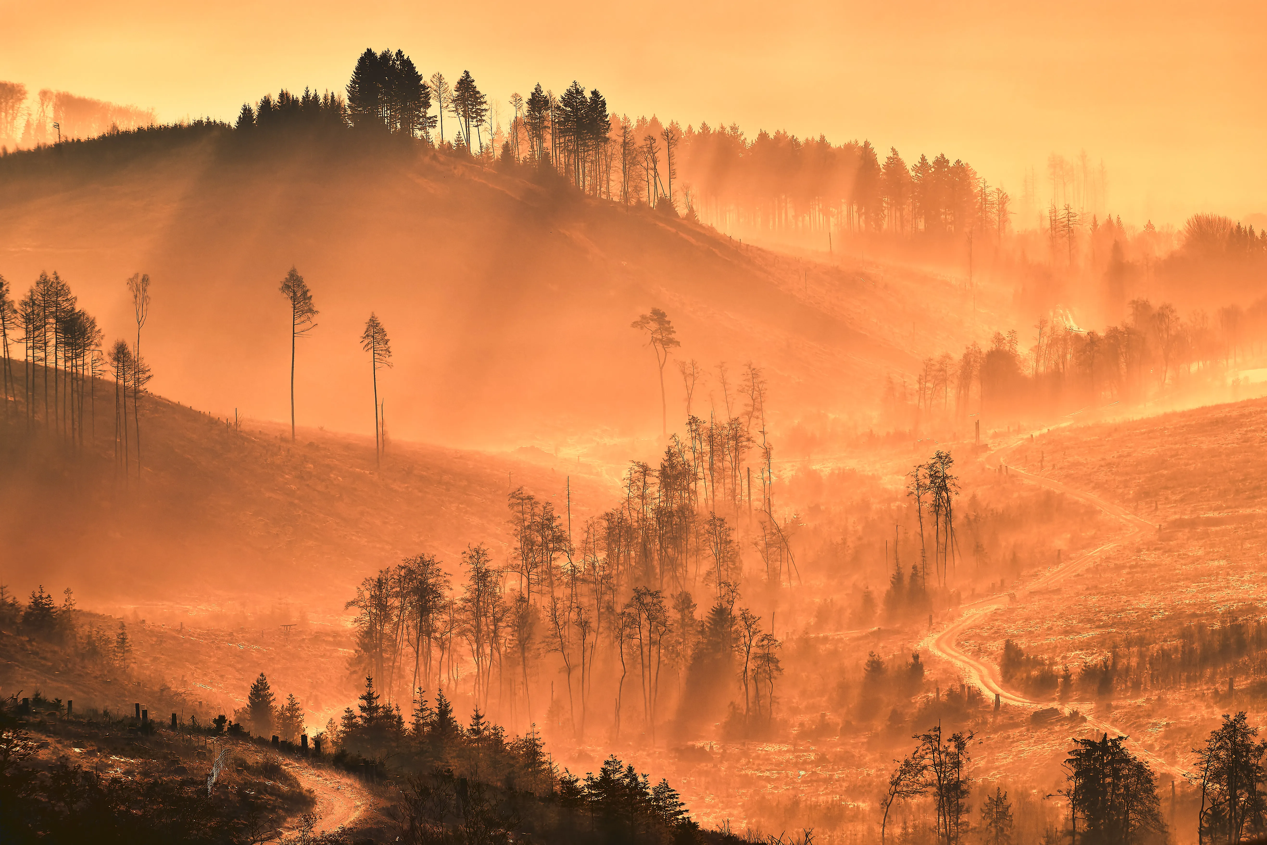 Orangefarbenes Morgenlicht im Nebel über Kahlflächen und einzelnen hohen Kiefern